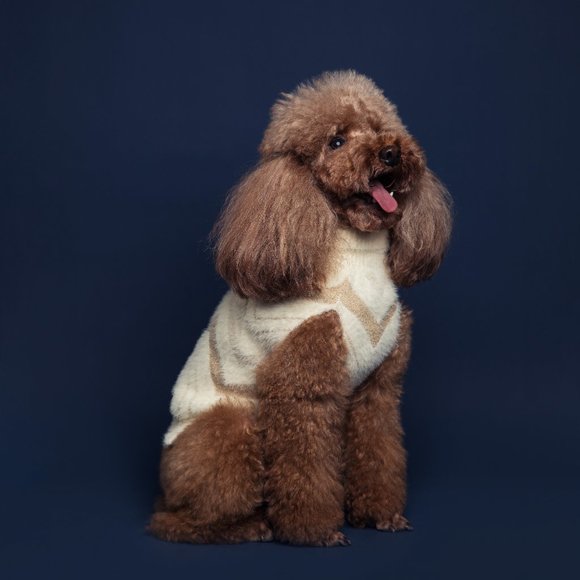 Fashion Dog Pullover Beige for Small Dogs / Spring Sweater for Dog / Dog Sweater - Picture 2 of 6